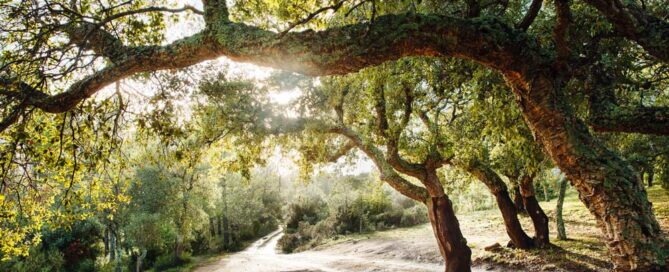 Parco forestale Luogosanto